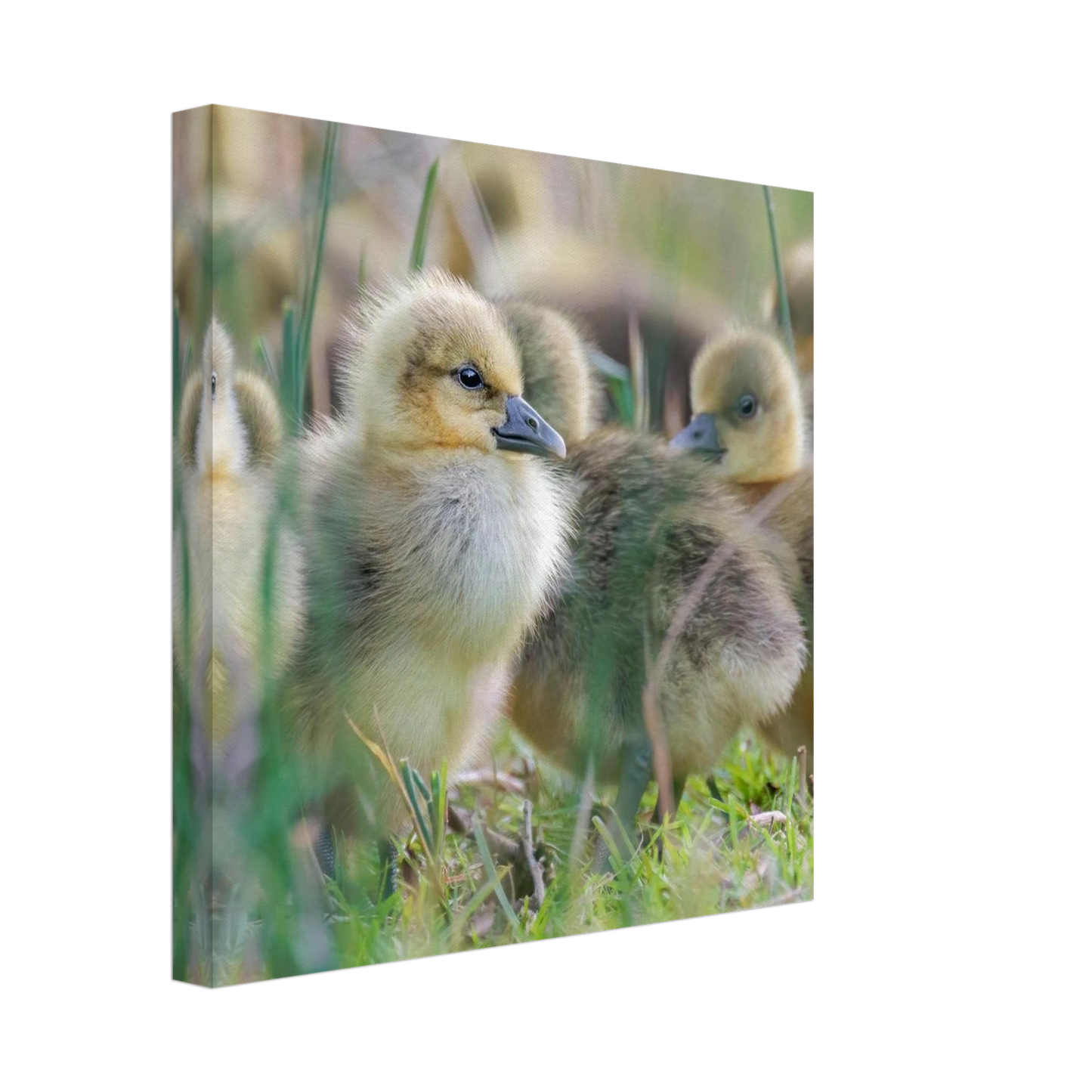 Wandbild kueken in zartgruen und gold suesse baby gans kunst in vielen groessen