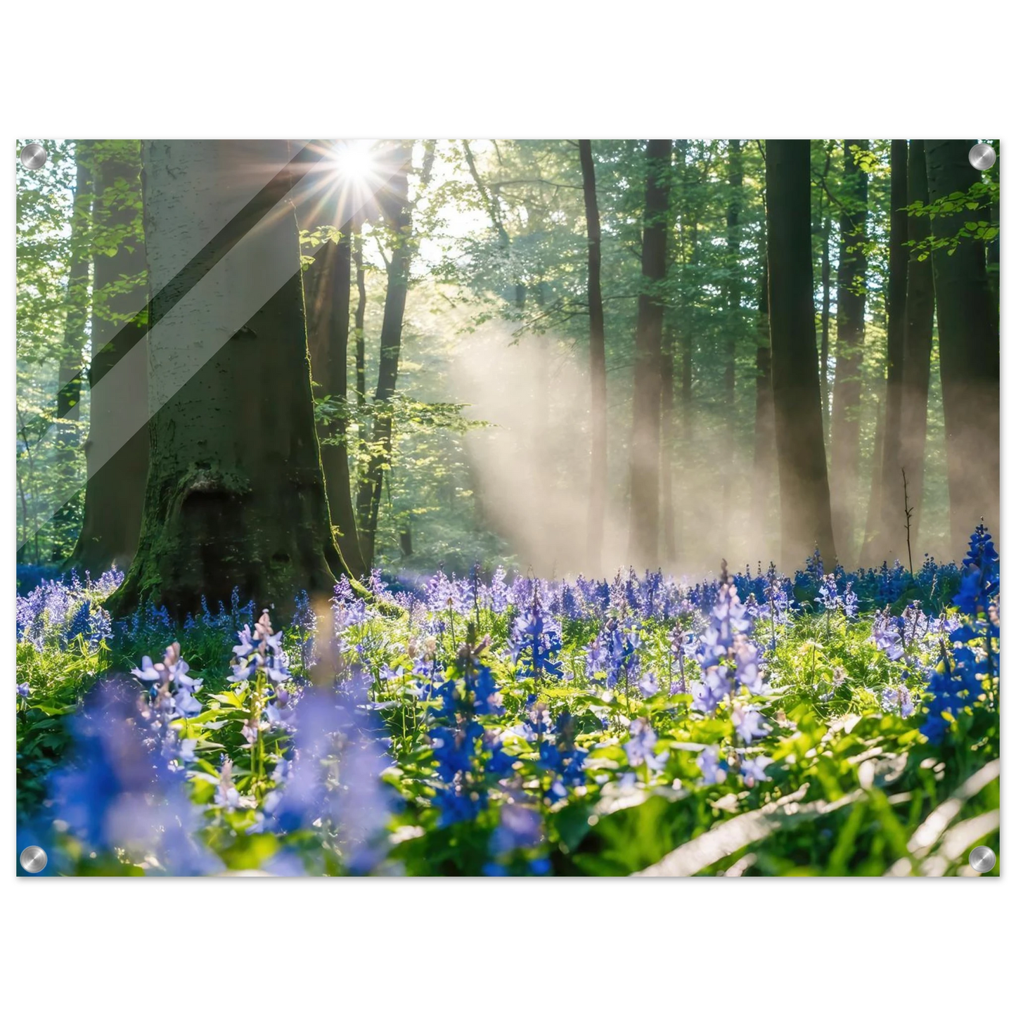 Wandbild mystische waldlichtung mit blauen glockenblumen sonnenverwoehntes naturbild in verschiedenen groessen