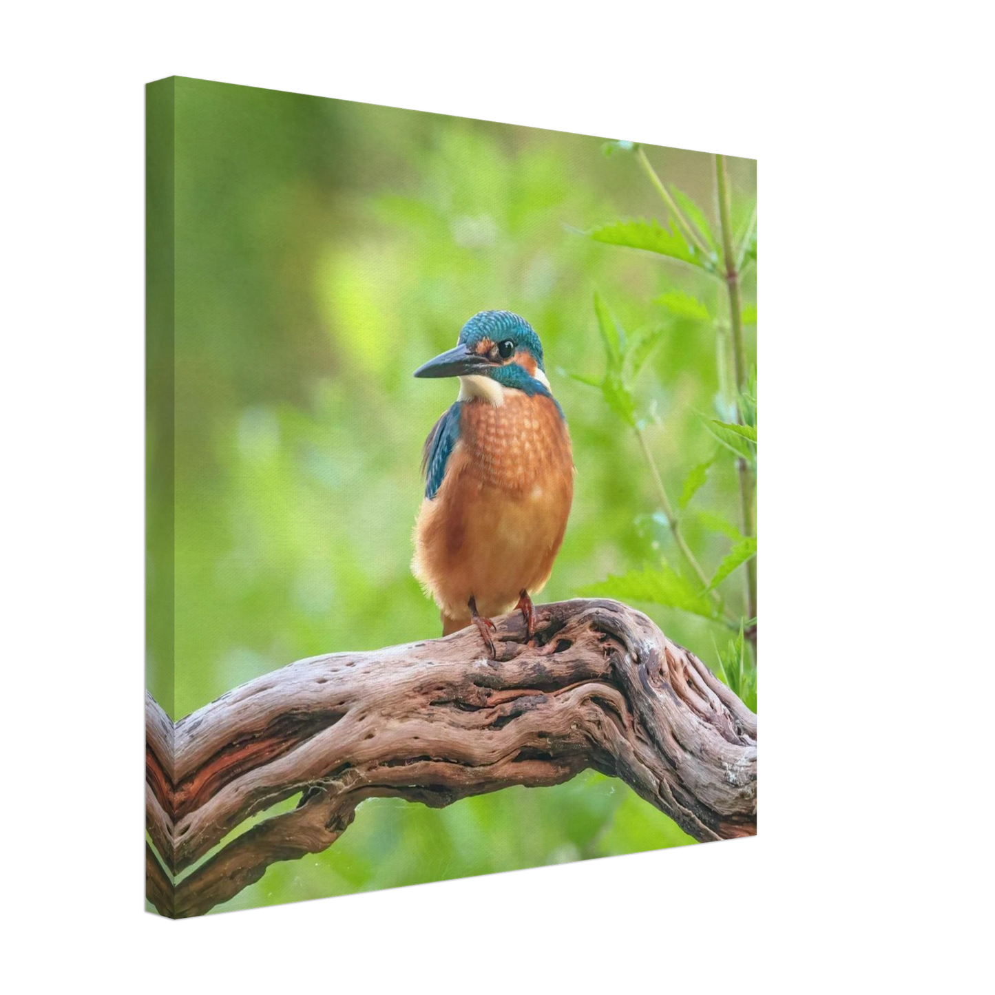 Wandbild eisvogel lebendige naturkunst fuer ihr zuhause in ihrer wunschgroesse 2