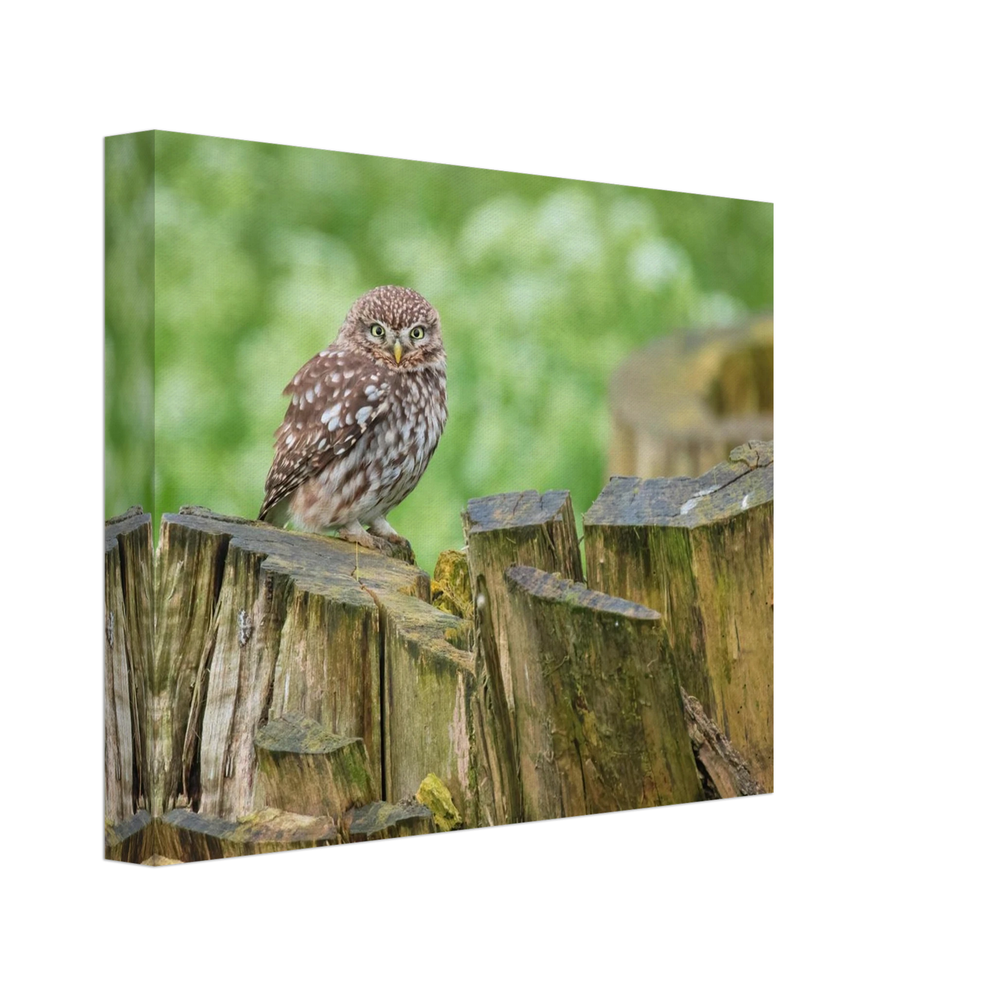 Wandbild mystische kleine eule faszinierendes kunstwerk fuer natur und tierliebhaber in vielen groessen
