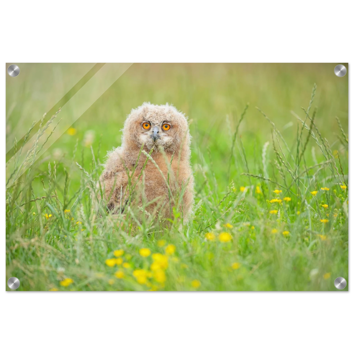 Wandbild junges eulenkueken im gras ein bezaubernder anblick fuer ihr zuhause in vielen groessen