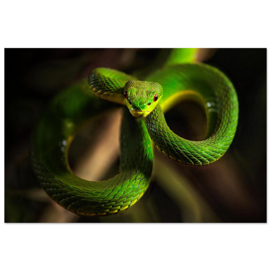 Wandbild der gruene baumviper ein hypnotischer blick in verschiedenen groessen
