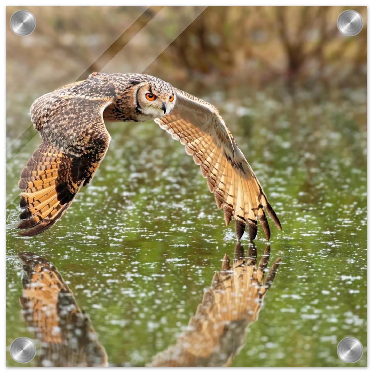 Wandbild majestaetische eule im flug naturfotografie mit lebendigen orangetoenen in ihrer wunschgroesse