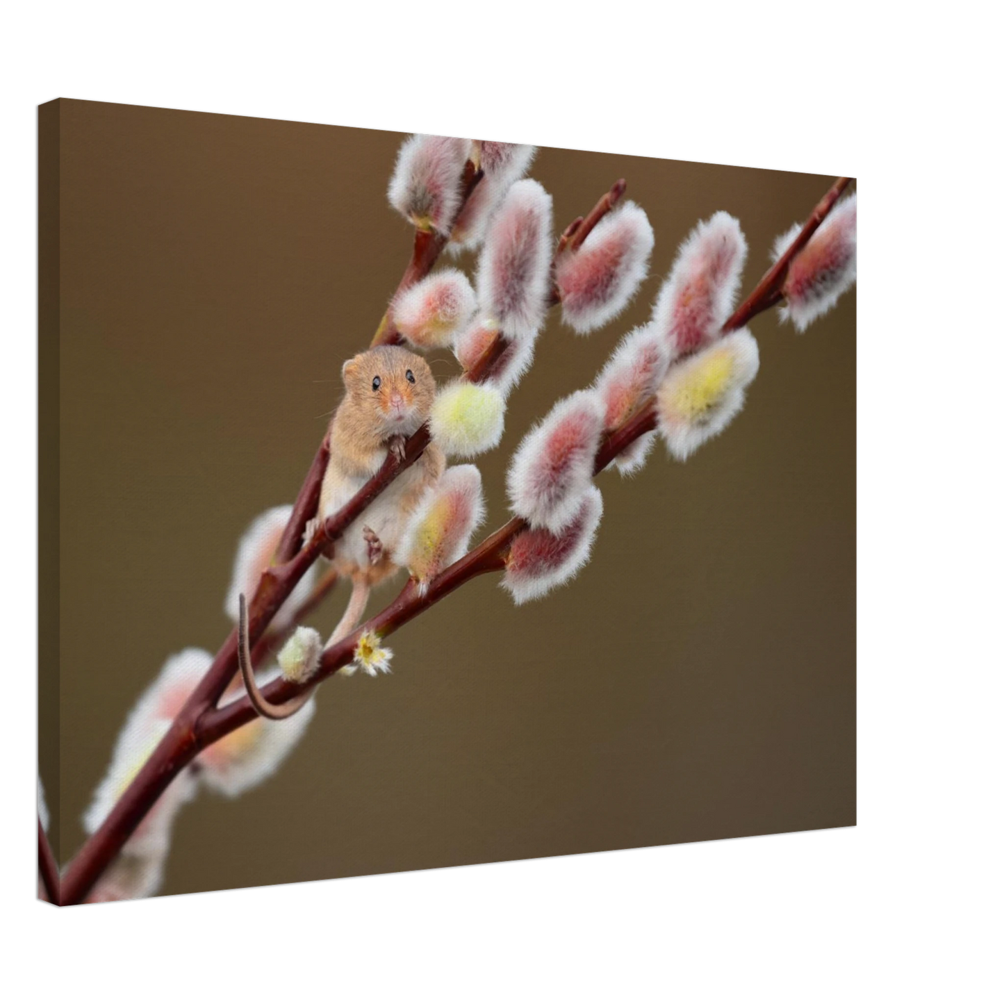 Wandbild niedliche erntemaus an flauschigen weidenkaetzchen ein zauberhafter naturmoment fuer ihre waende
