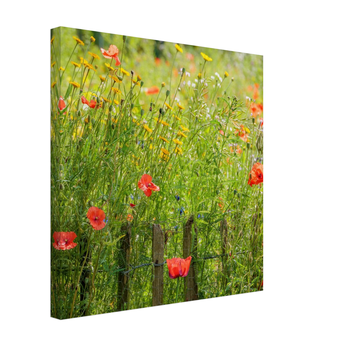 Wandbild wildblumen feld rot gelb sonnige mohnblumen wiese als kunstdruck