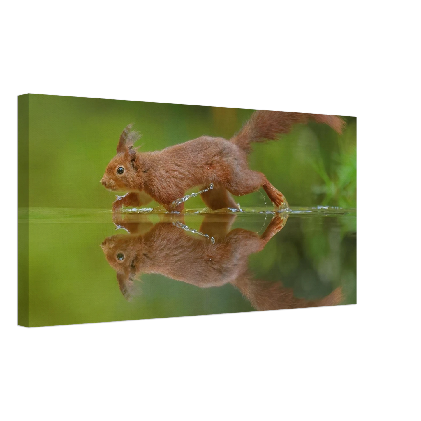 Wandbild eichhoernchen tanz eichhoernchen kunst fuer zuhause in ihrer wunschgroesse
