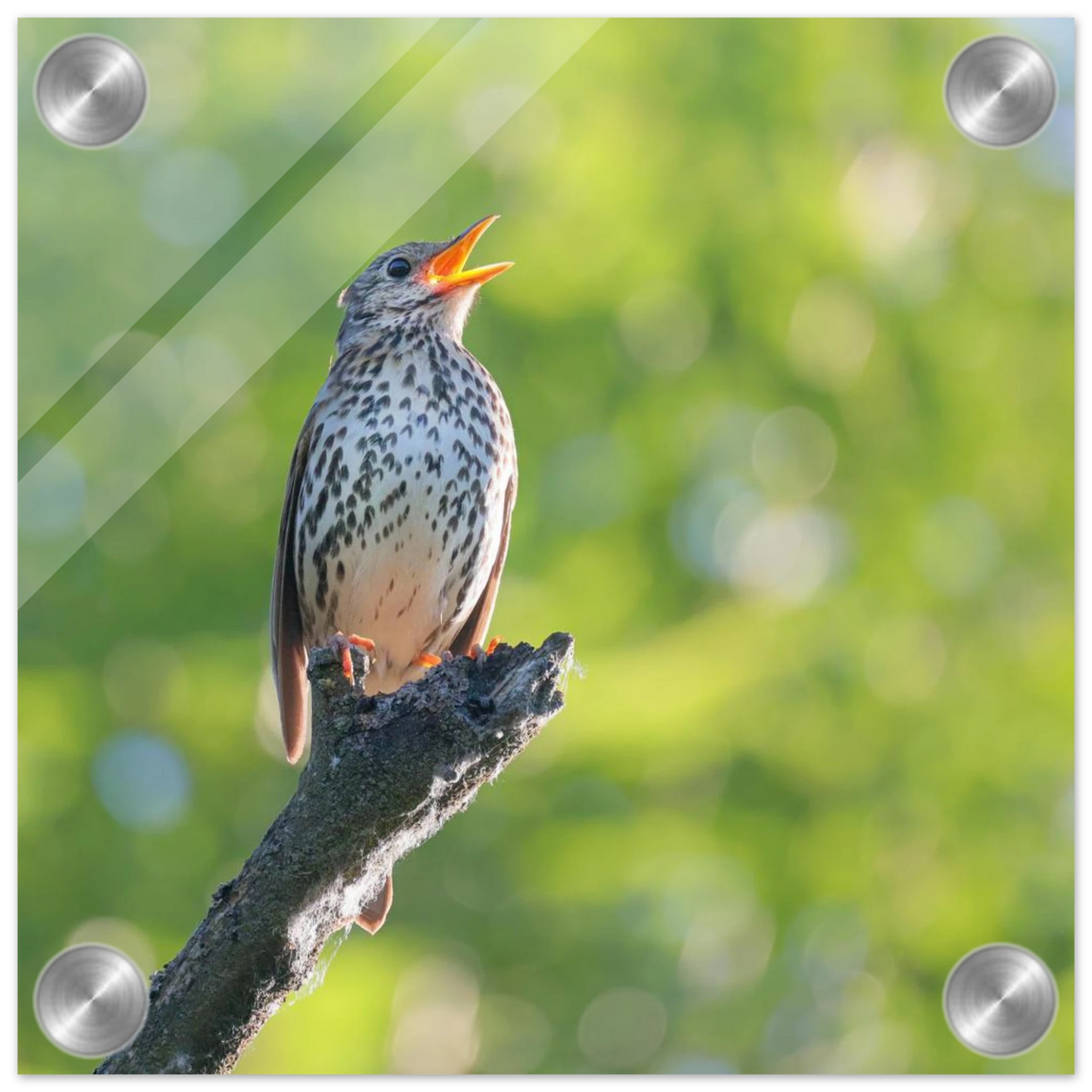 Wandbild bezaubernder singvogel in gruen ein naturportraet fuer ihr zuhause in vielen groessen