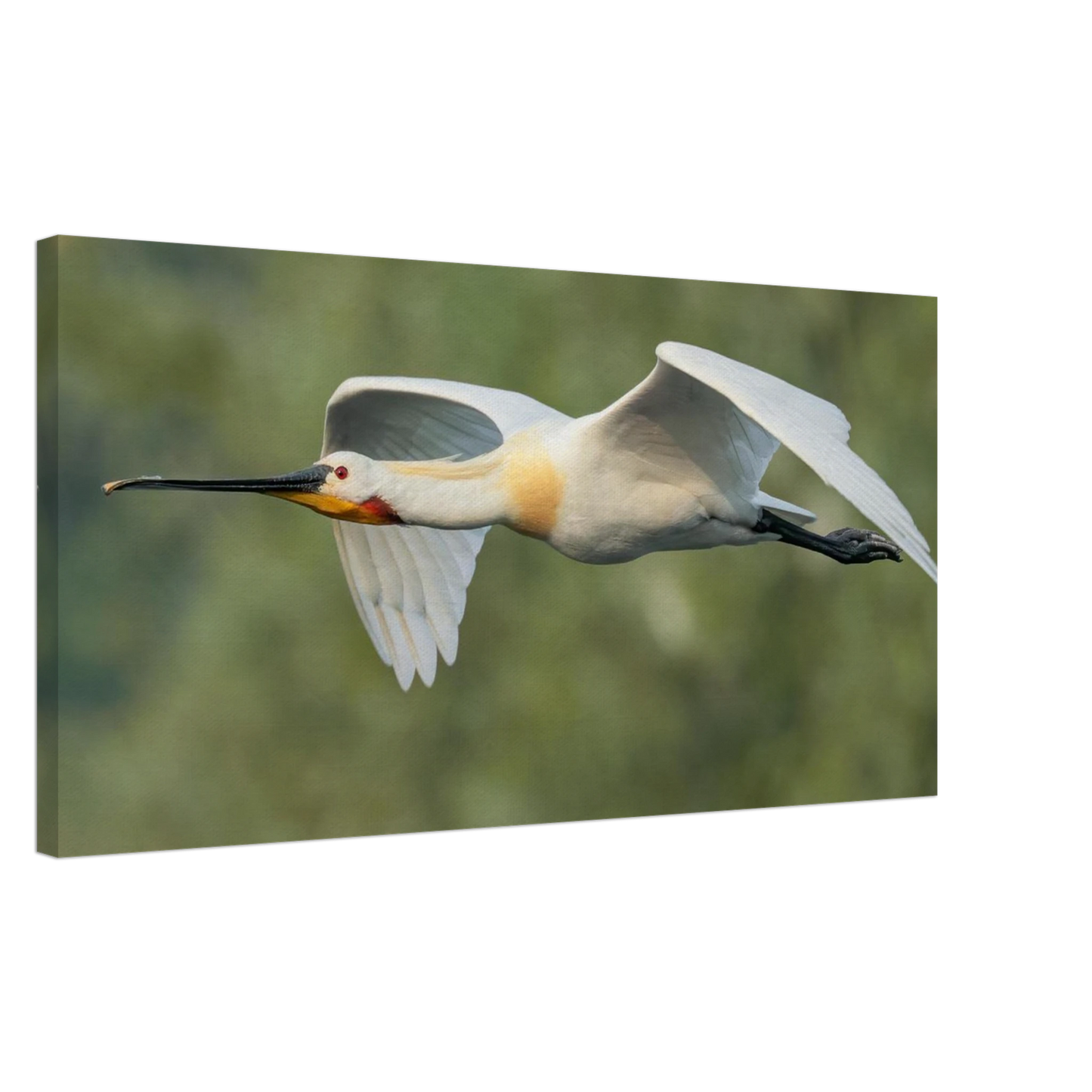 Wandbild eleganter loeffler im flug naturfotografie fuer ihr zuhause in vielen groessen