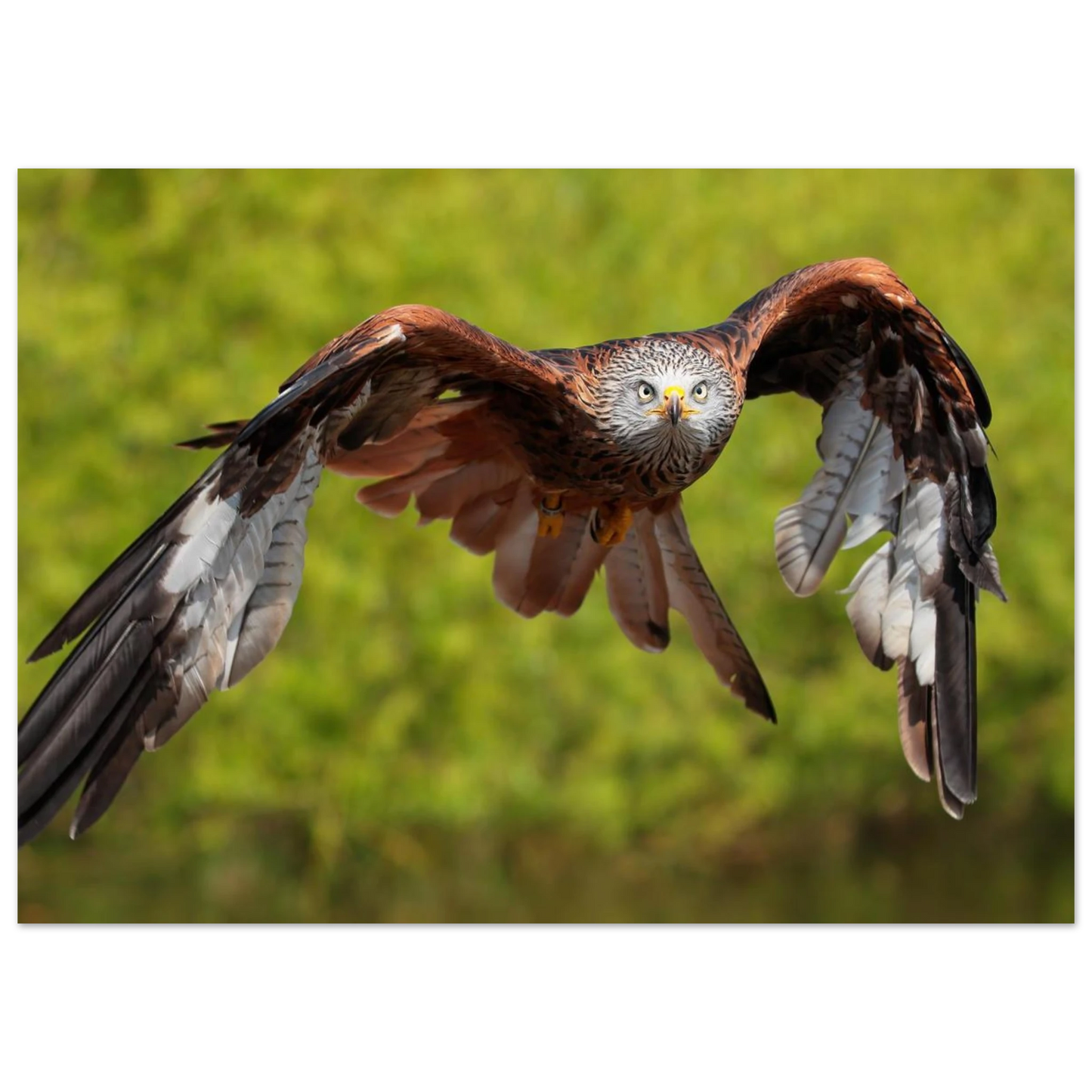 Wandbild majestaetischer rotmilan im flug atemberaubende tierfotografie fuer ihr zuhause erhaeltlich in zahlreichen groessen