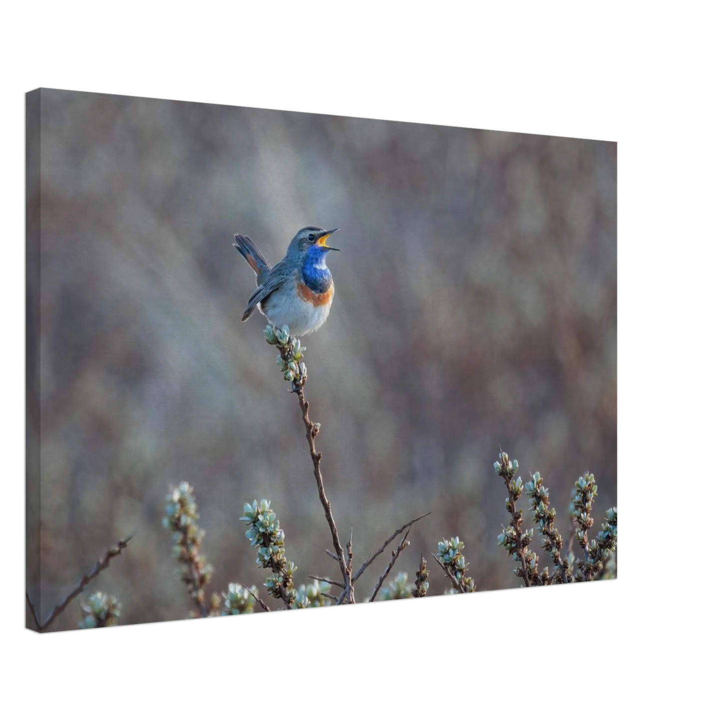 Wandbild blaukohlkehlchen im gesang naturkunst in lebendigen farben in ihrer wunschgroesse