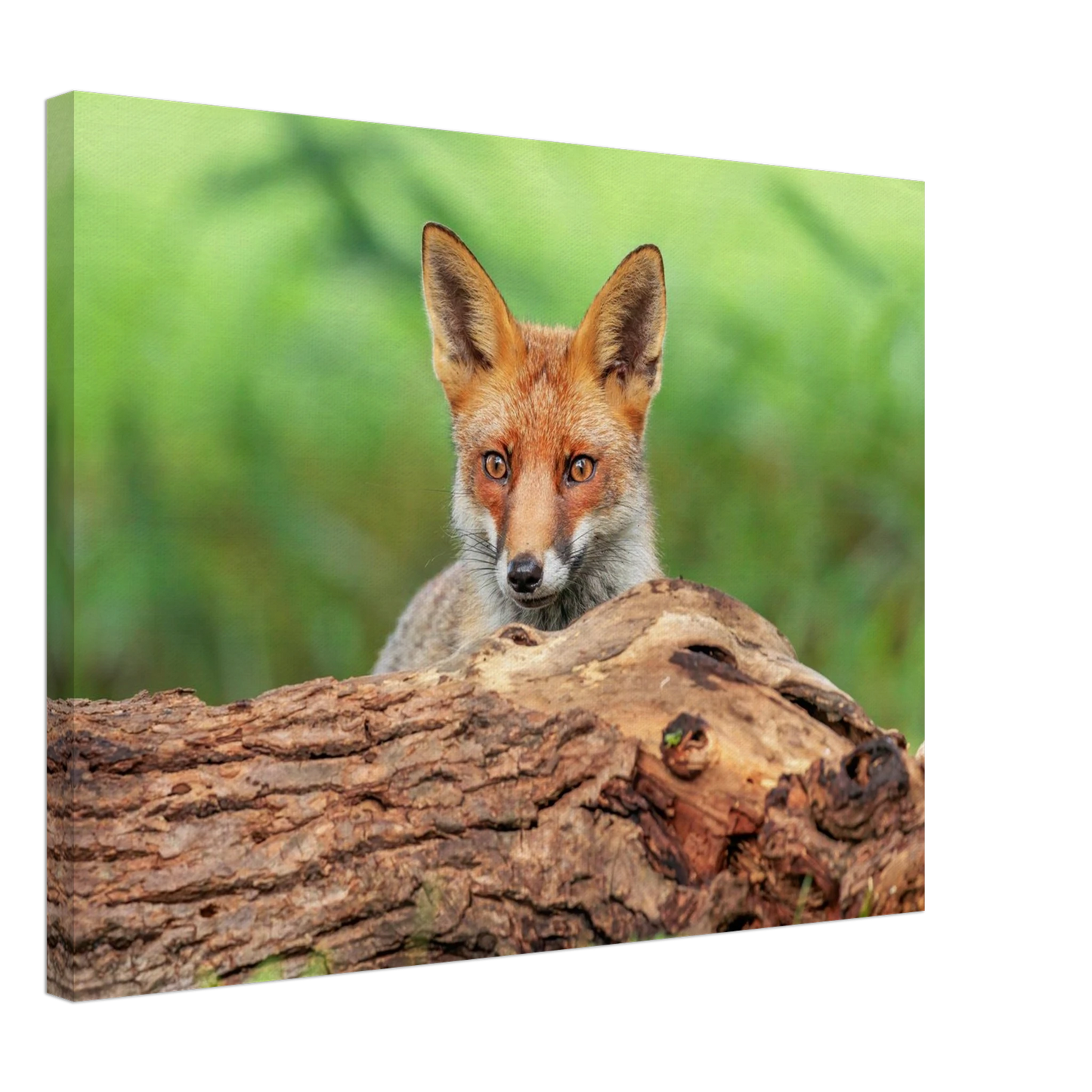 Wandbild fuchs im versteck einzigartige naturkunst fuer ihr zuhause