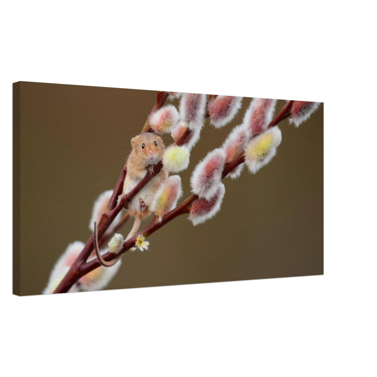 Wandbild niedliche erntemaus an flauschigen weidenkaetzchen ein zauberhafter naturmoment fuer ihre waende