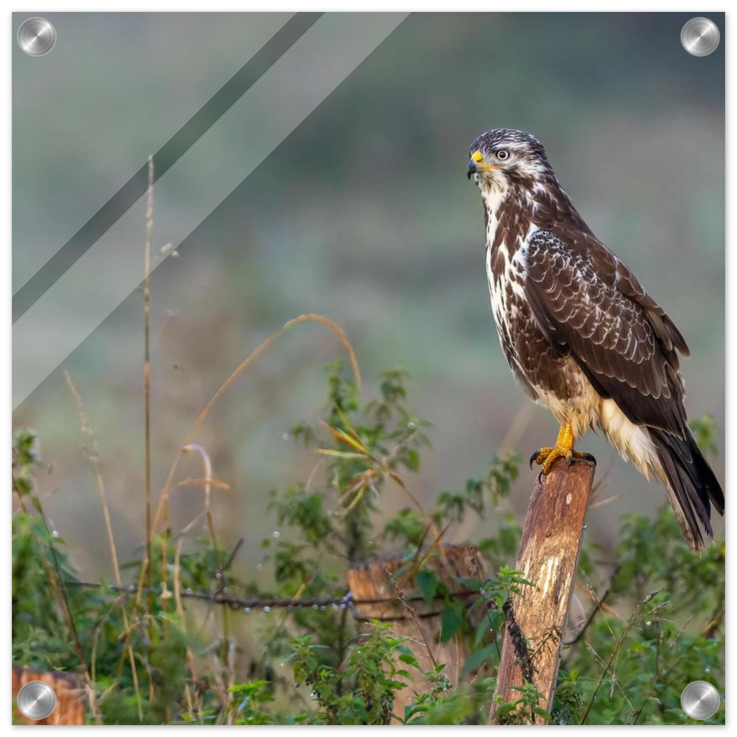 Wandbild majestaetischer bussard einblick in die wildnis auf hochglanz leinwand