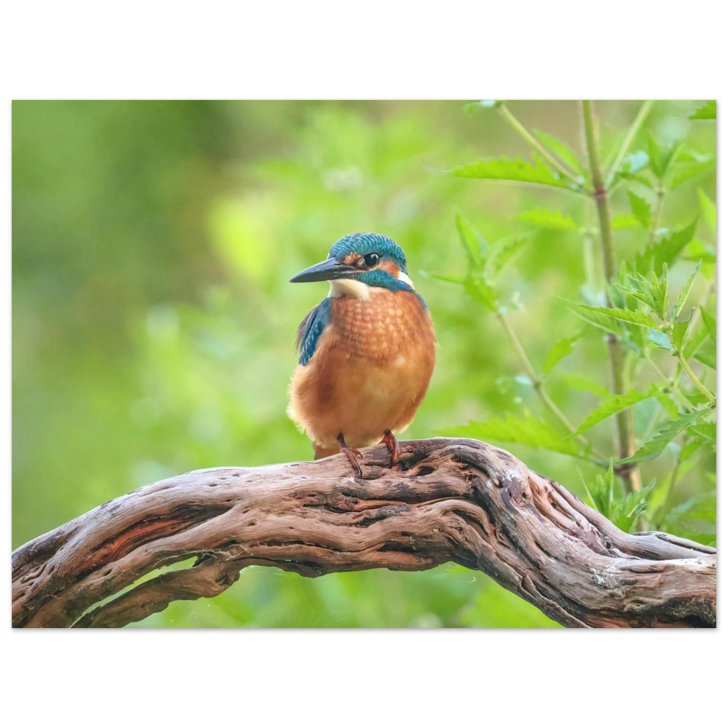 Wandbild eisvogel lebendige naturkunst fuer ihr zuhause in ihrer wunschgroesse 2