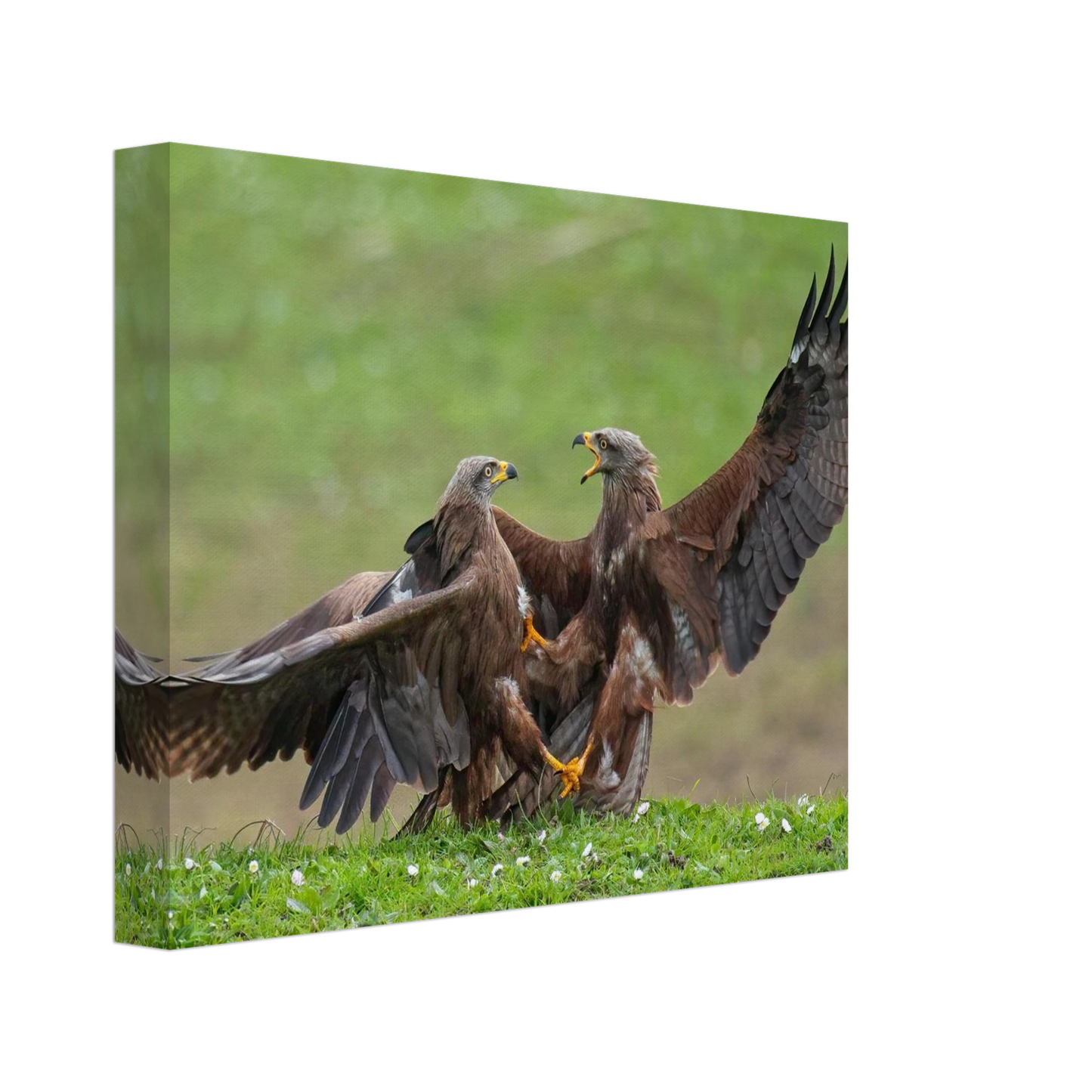 Wandbild kampf der milane dynamisches tierportraet in kraeftigen brauntoenen erhaeltlich in ihrer wunschgroesse