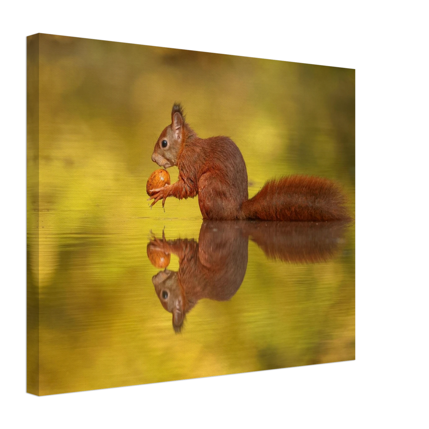Wandbild eichhoernchen im goldenen herbstlicht lebendige tierfotografie fuer ihre wand