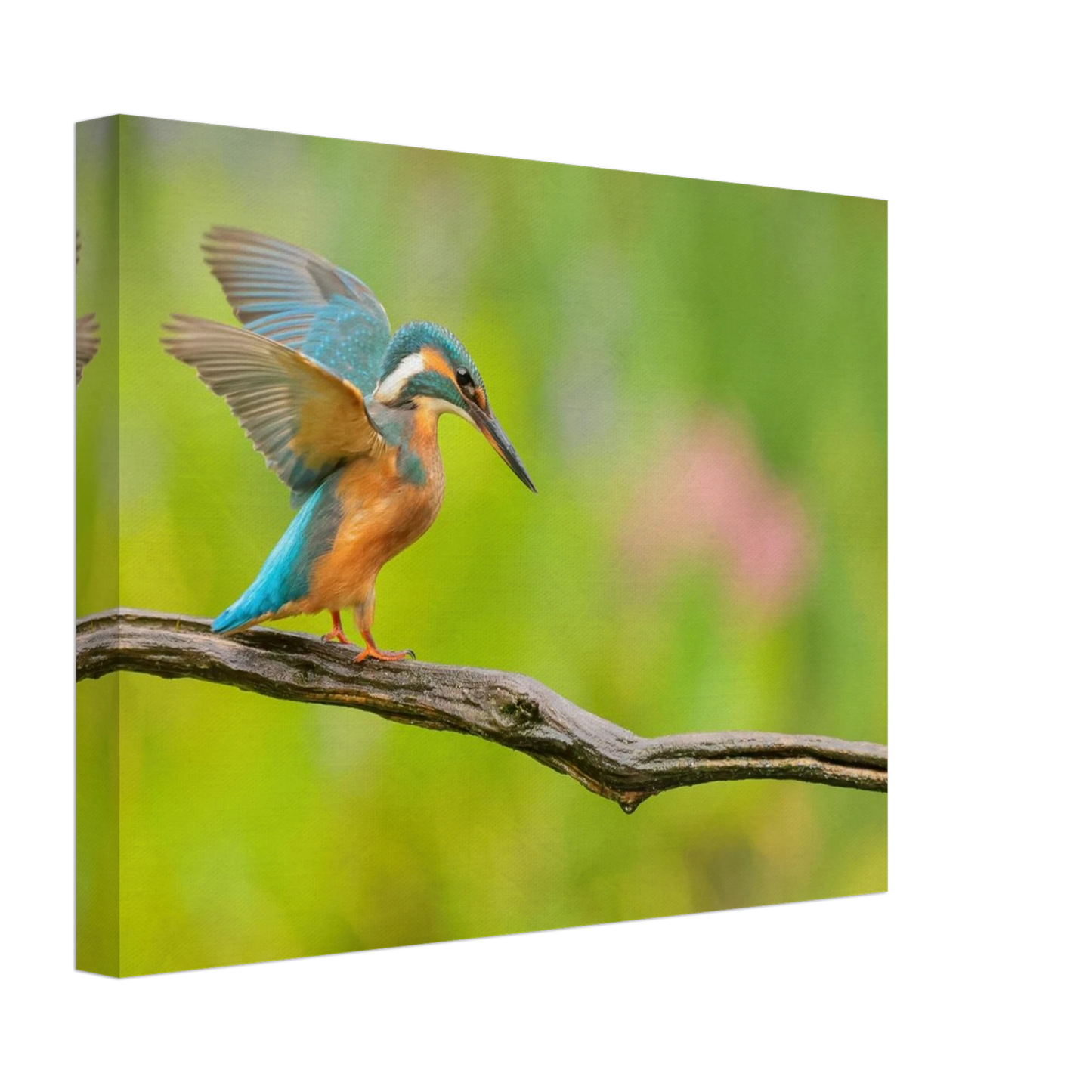 Wandbild eisvogel leuchtende federpracht auf natuerlichem ast in ihrer wunschgroesse