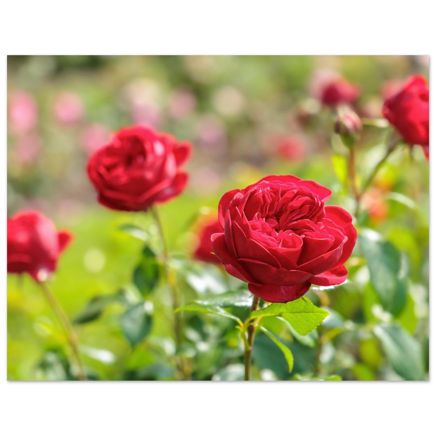 Wandbild rote rosen lebendige bluetenpracht fuer ihr zuhause in ihrer wunschgroesse