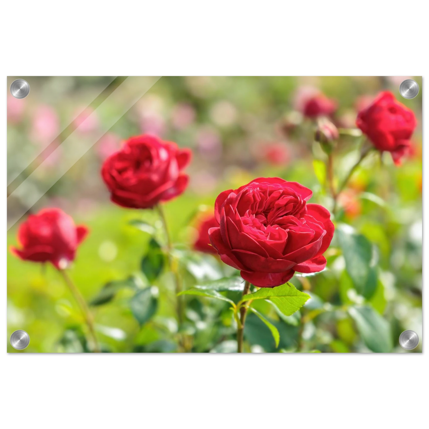 Wandbild rote rosen lebendige bluetenpracht fuer ihr zuhause in ihrer wunschgroesse