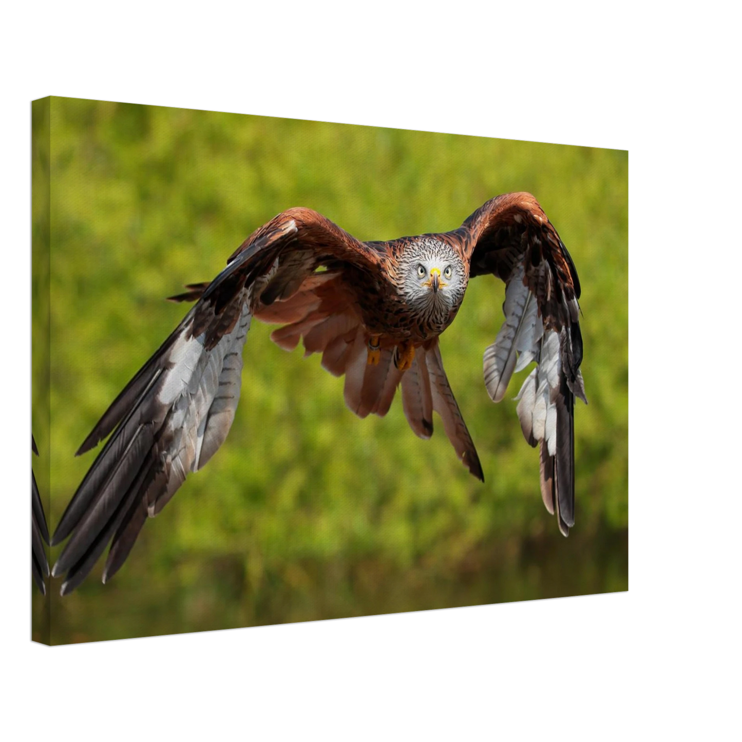 Wandbild majestaetischer rotmilan im flug atemberaubende tierfotografie fuer ihr zuhause erhaeltlich in zahlreichen groessen