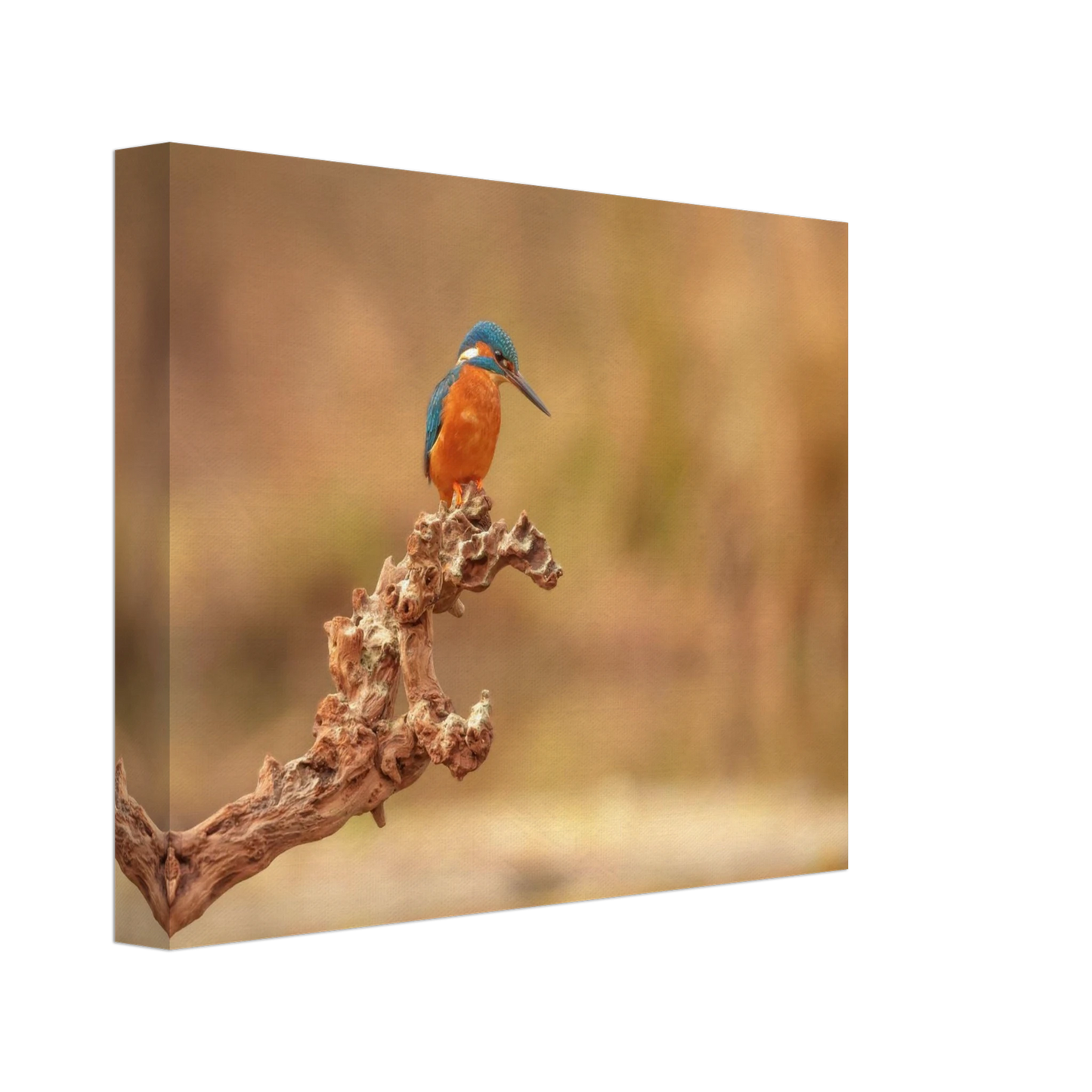 Wandbild eisvogel lebendige naturkunst fuer ihr zuhause in vielen groessen