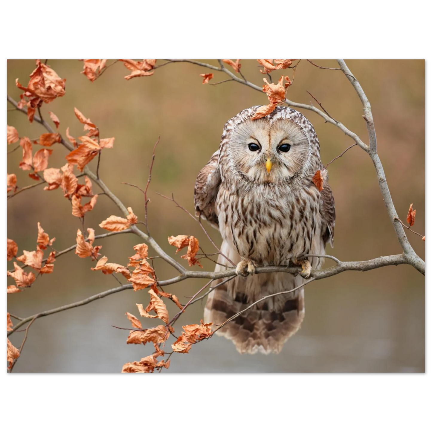 Wandbild majestaetische eule im herbstlaub einblick in die wildnis in verschiedenen groessen
