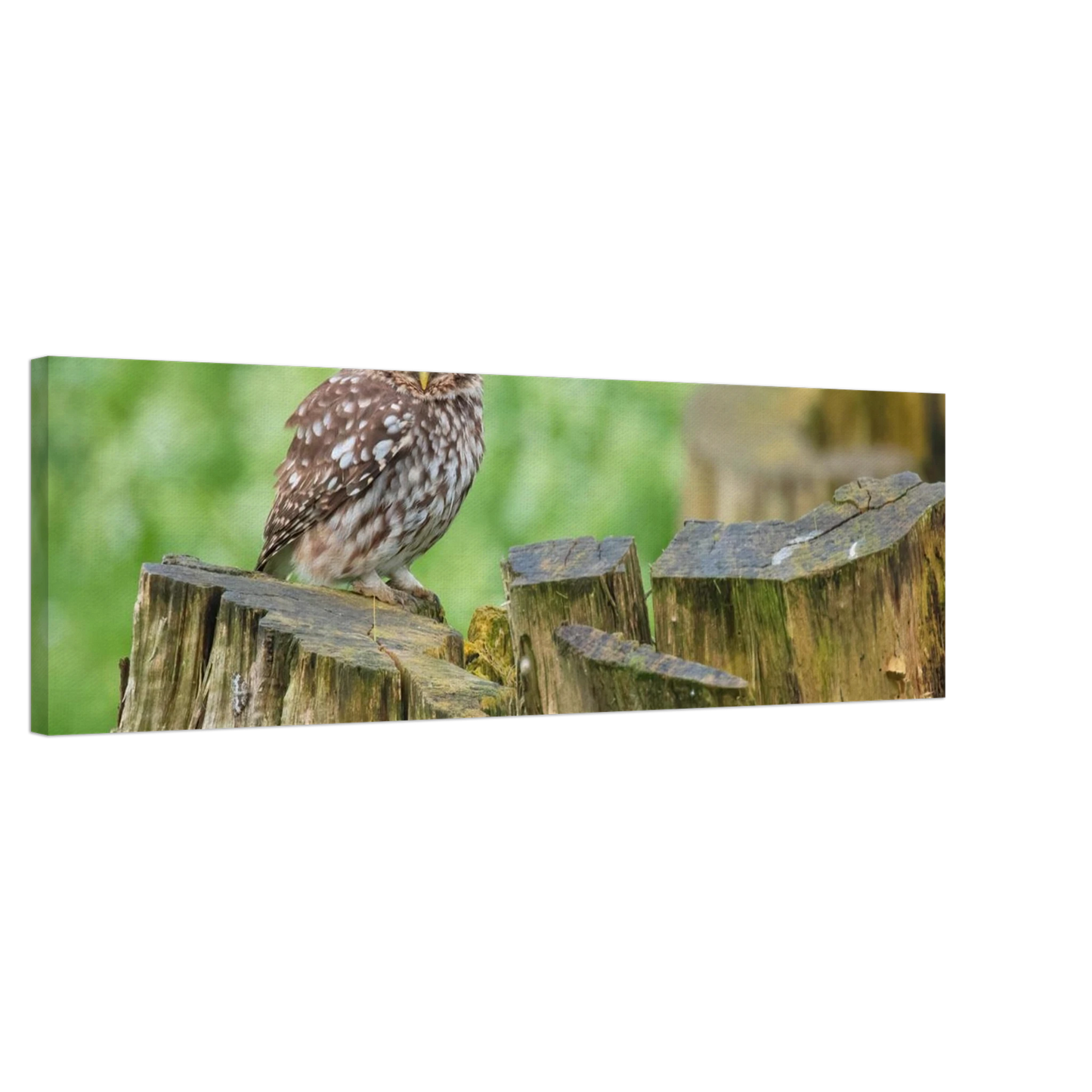 Wandbild mystische kleine eule faszinierendes kunstwerk fuer natur und tierliebhaber in vielen groessen