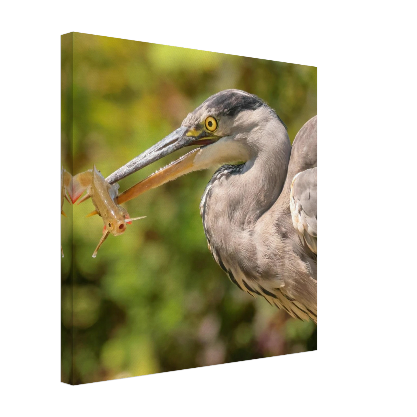 Wandbild graureiher mit fisch ein faszinierender moment in der natur verfuegbar in ihrer wunschgroesse