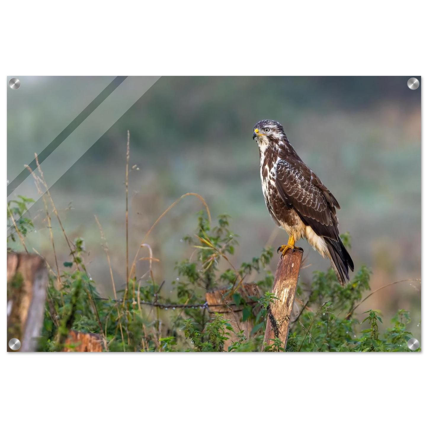 Wandbild majestaetischer bussard einblick in die wildnis auf hochglanz leinwand
