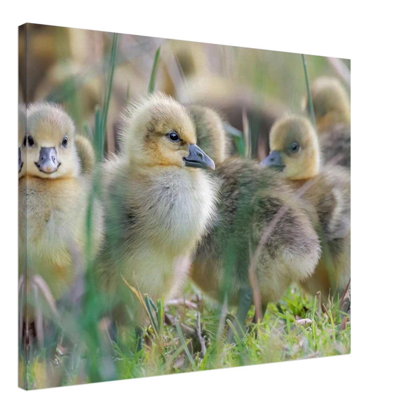 Wandbild kueken in zartgruen und gold suesse baby gans kunst in vielen groessen