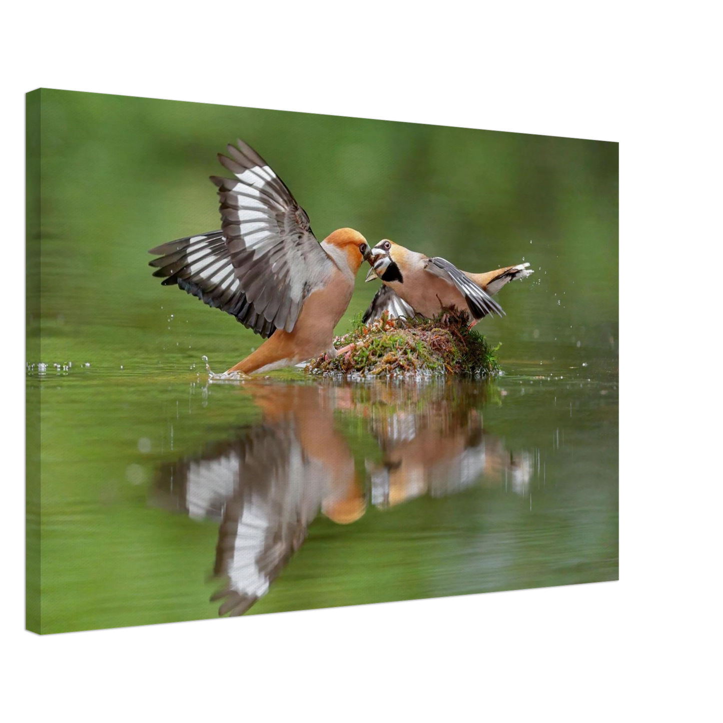 Wandbild momente der natur spektakulaerer kampf der voegel ueber dem wasser