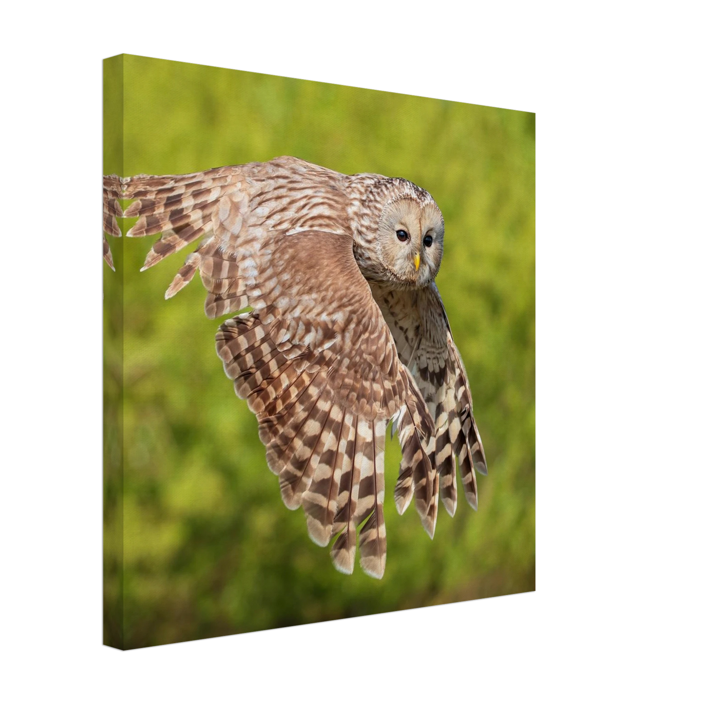 Wandbild majestaetische eule im flug naturfotografie fuer ihr zuhause