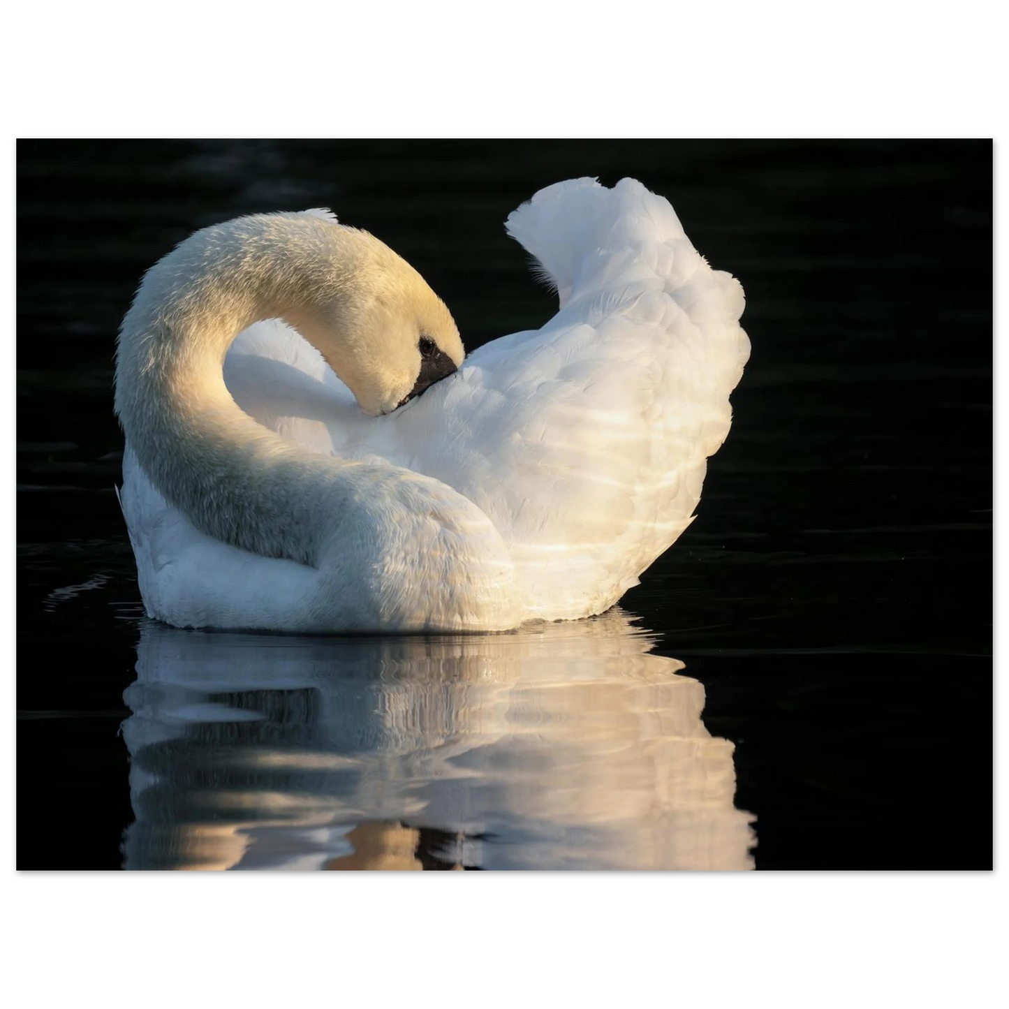 Wandbild schwan bei sonnenuntergang elegante wandkunst fuer ihr zuhause