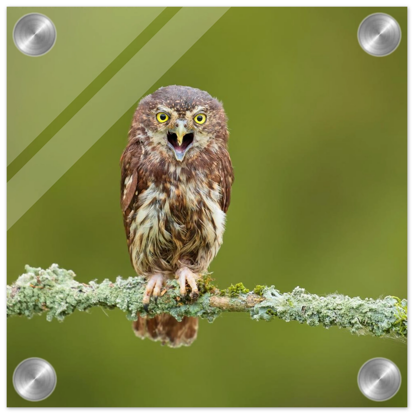 Wandbild rufer der wildnis faszinierendes eulen portraet mit leuchtenden augen fuer ihr zuhause