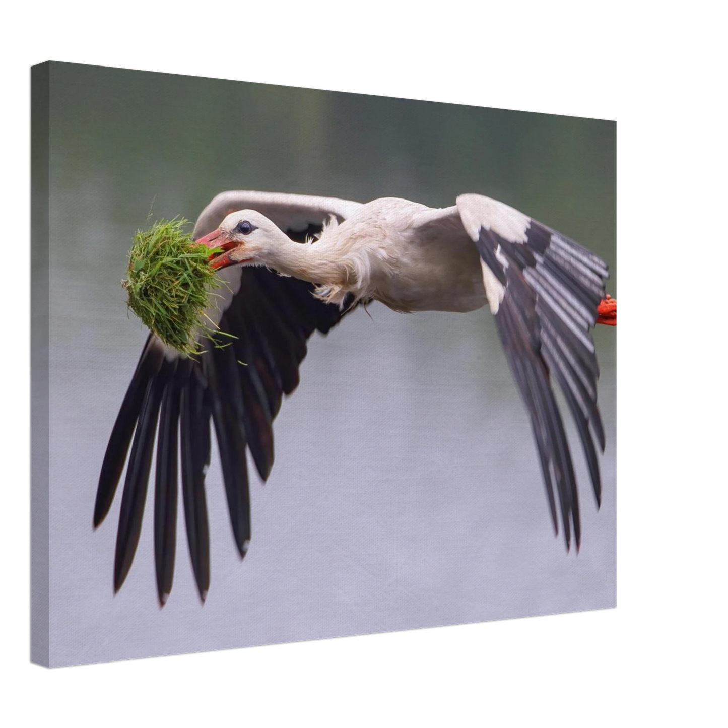 Wandbild nestbauender weissstorch im flug lebendige naturfotografie fuer ihr zuhause