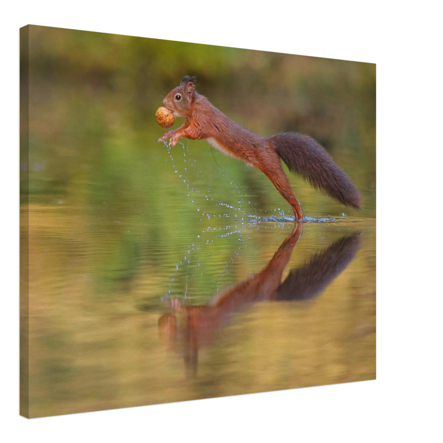 Wandbild eichhoernchen sprung dynamisches tierportrait auf premium leinwand in verschiedenen groessen erhaeltlich