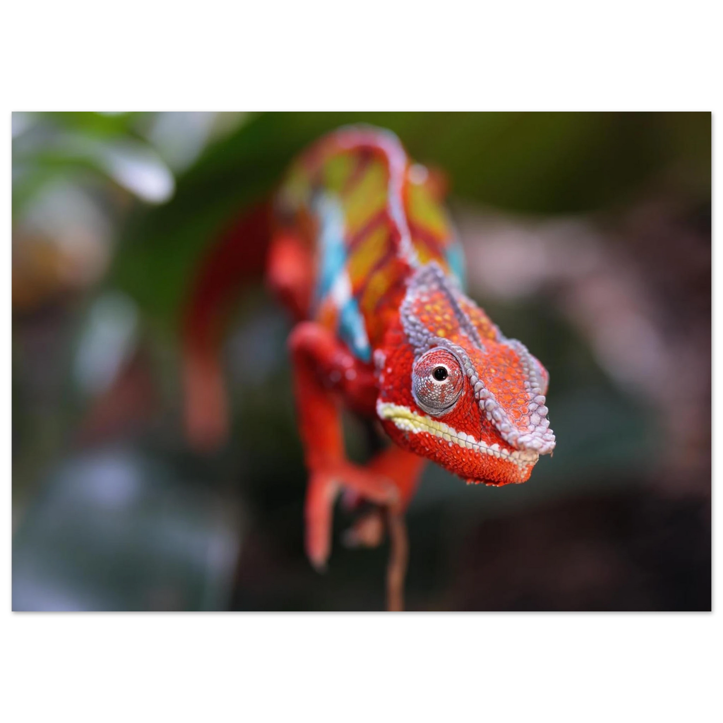 Wandbild faszinierendes chamaeleon portraet lebendige tierkunst fuer ihr zuhause in ihrer wunschgroesse