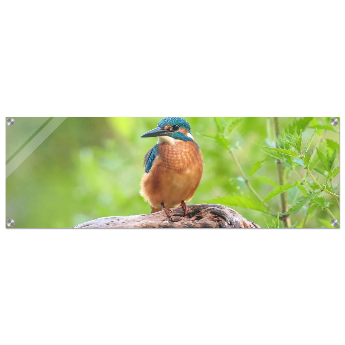 Wandbild eisvogel lebendige naturkunst fuer ihr zuhause in ihrer wunschgroesse 2