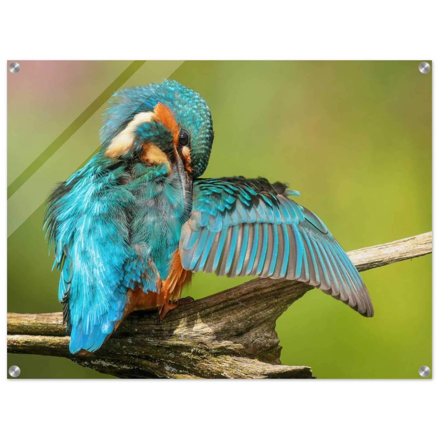 Wandbild eisvogel lebendige farbenpracht der natur auf leinwand