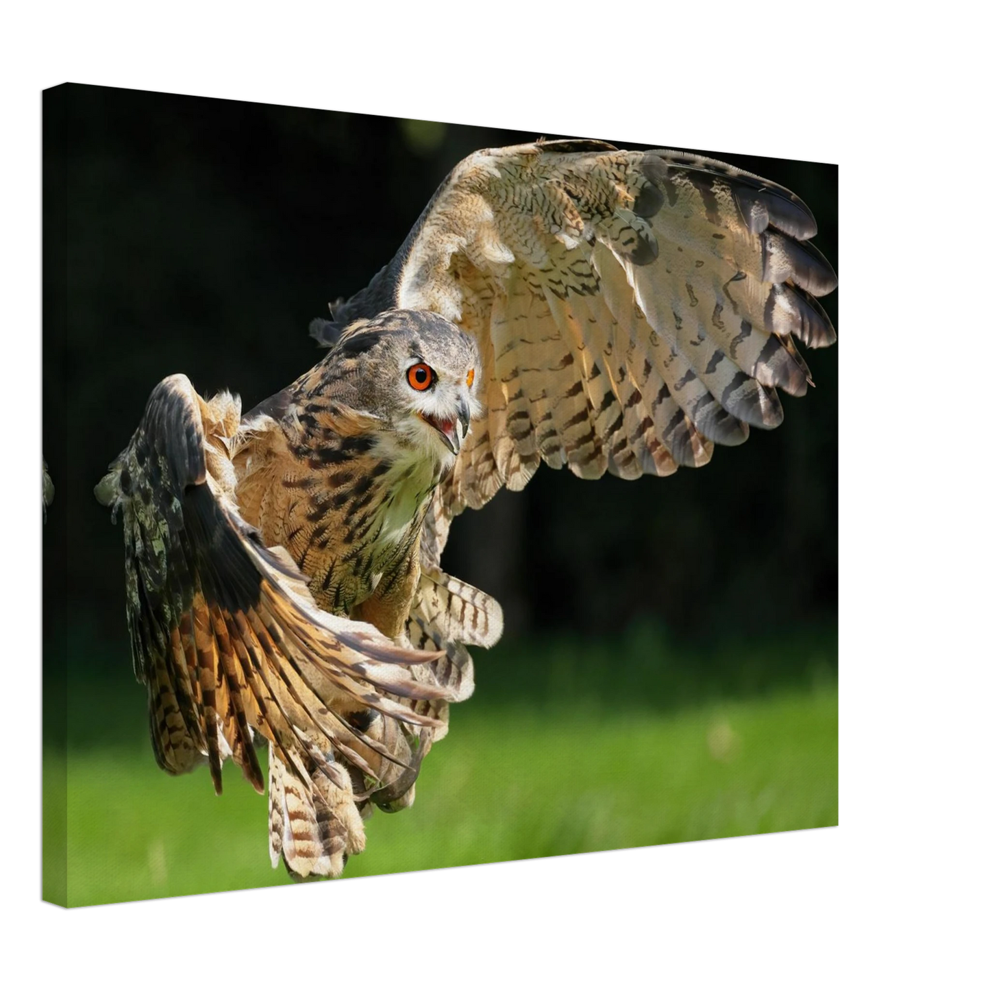 Wandbild majestaetische eule im flug ausdrucksstarke wandkunst fuer ihr zuhause