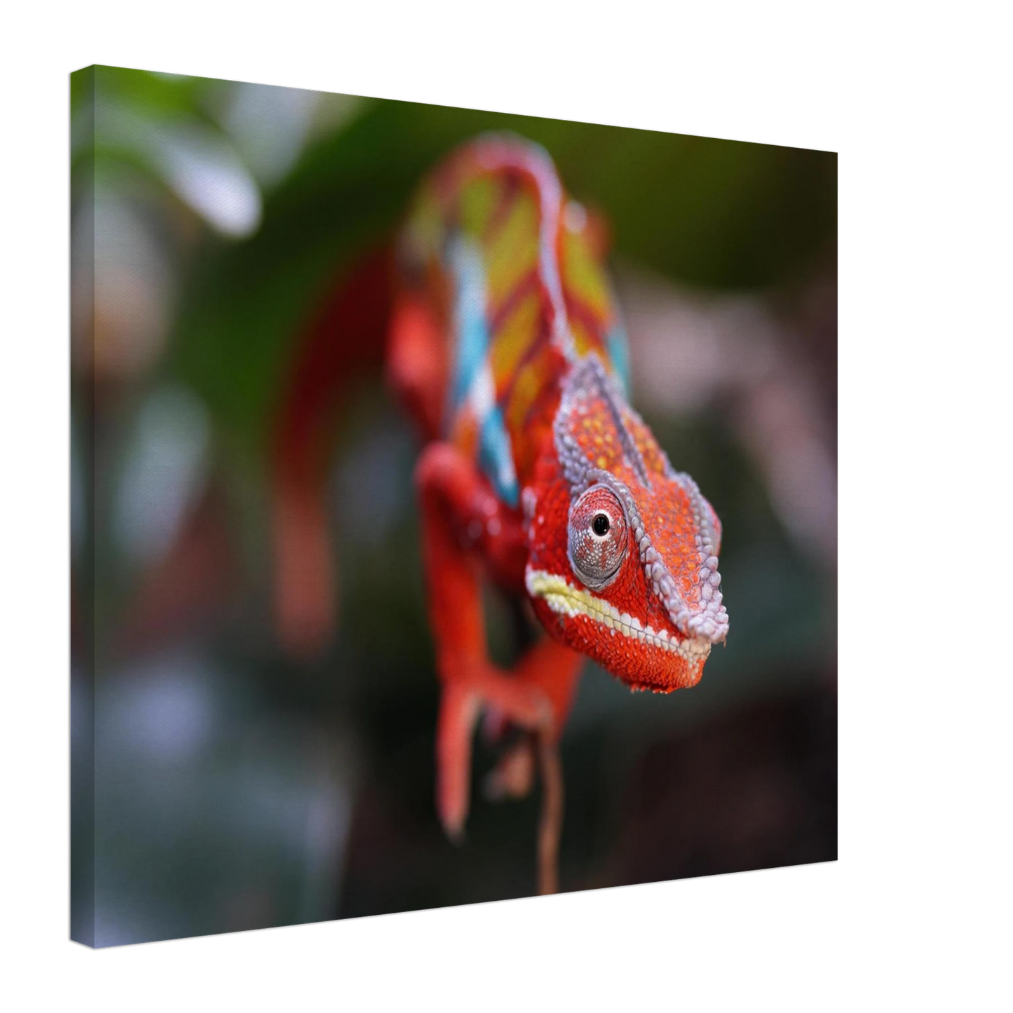 Wandbild faszinierendes chamaeleon portraet lebendige tierkunst fuer ihr zuhause in ihrer wunschgroesse