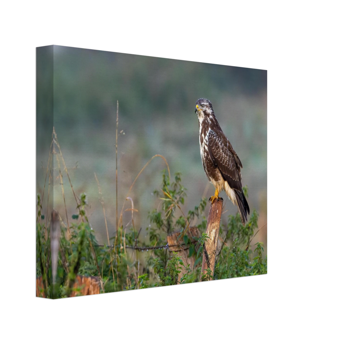 Wandbild majestaetischer bussard einblick in die wildnis auf hochglanz leinwand