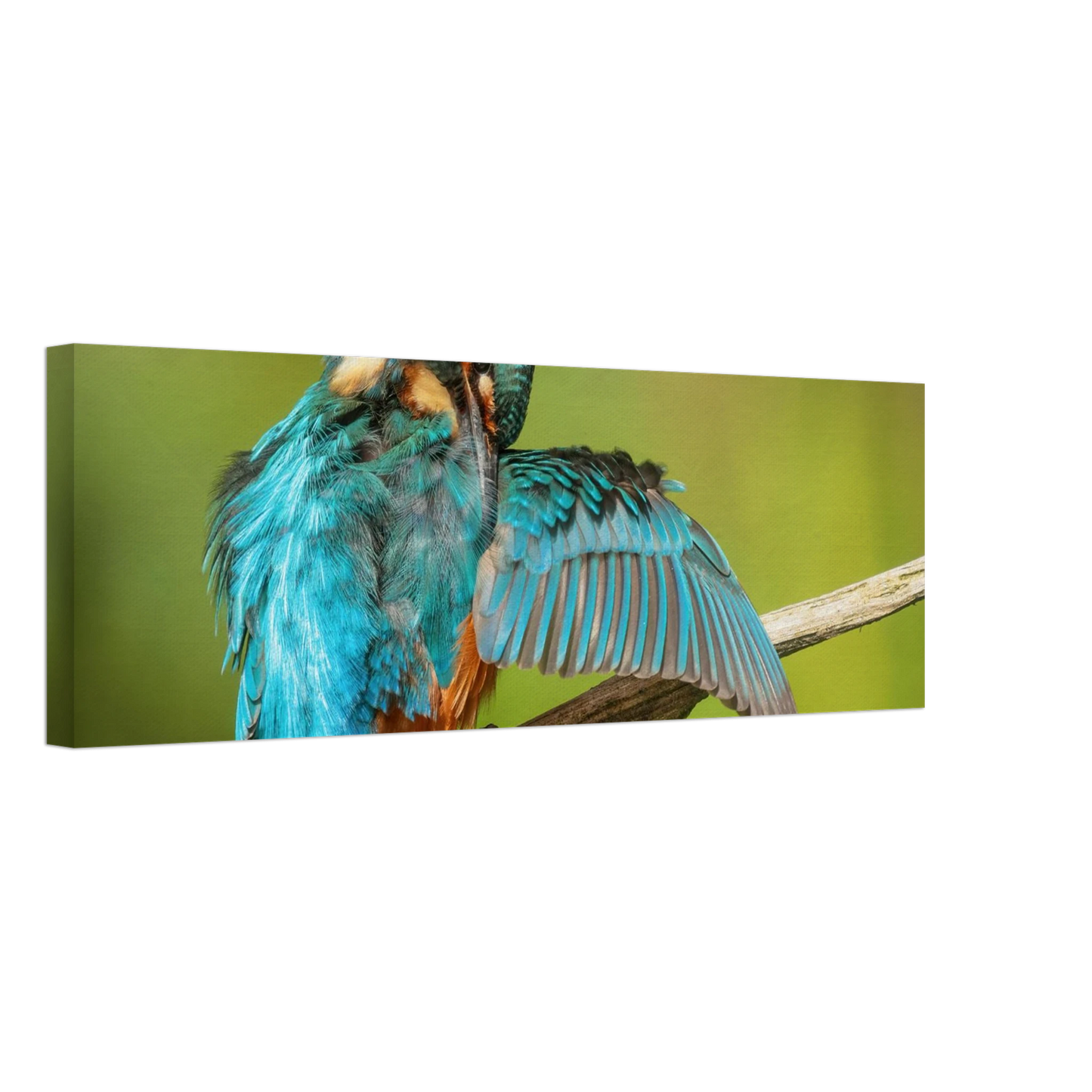 Wandbild eisvogel lebendige farbenpracht der natur auf leinwand