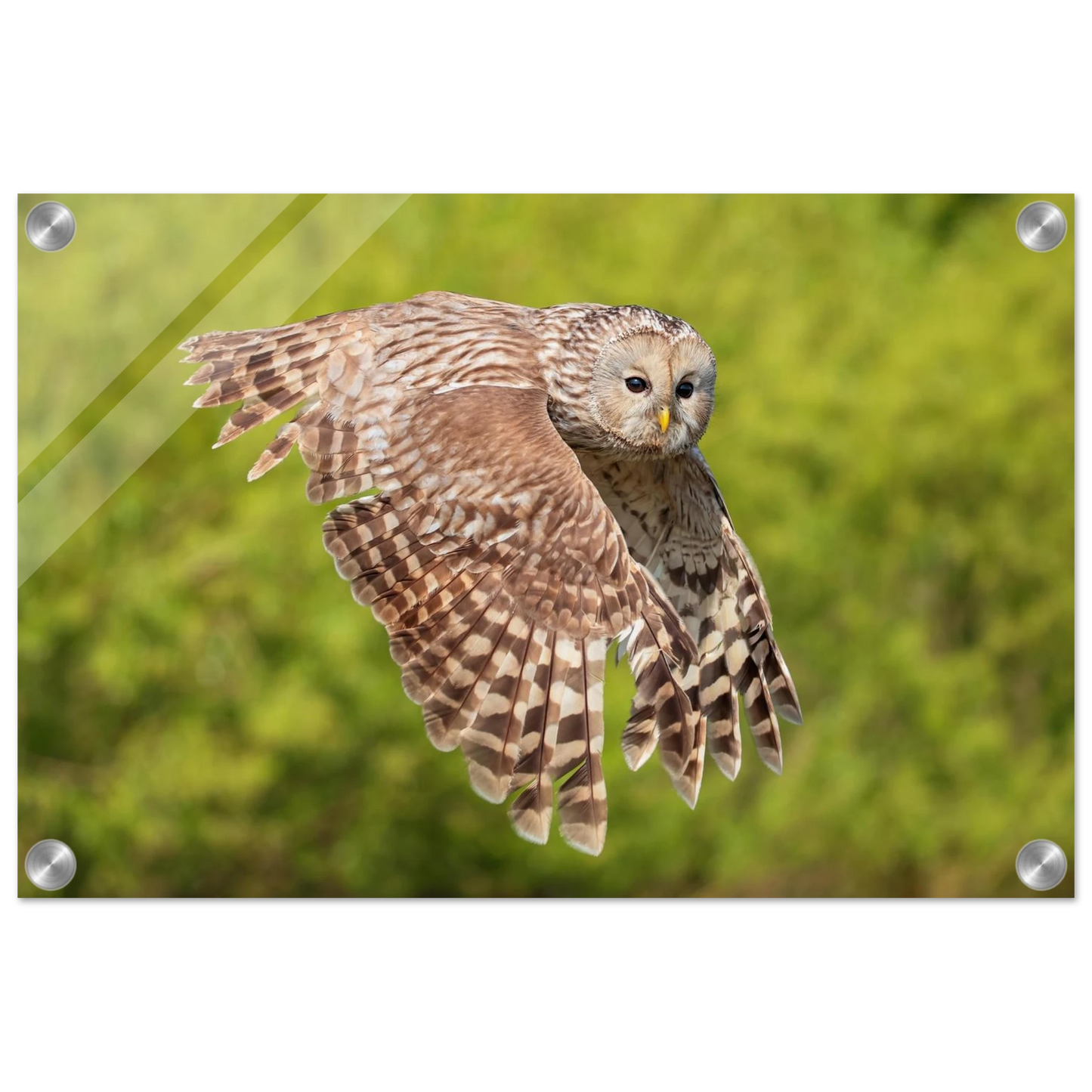 Wandbild majestaetische eule im flug naturfotografie fuer ihr zuhause