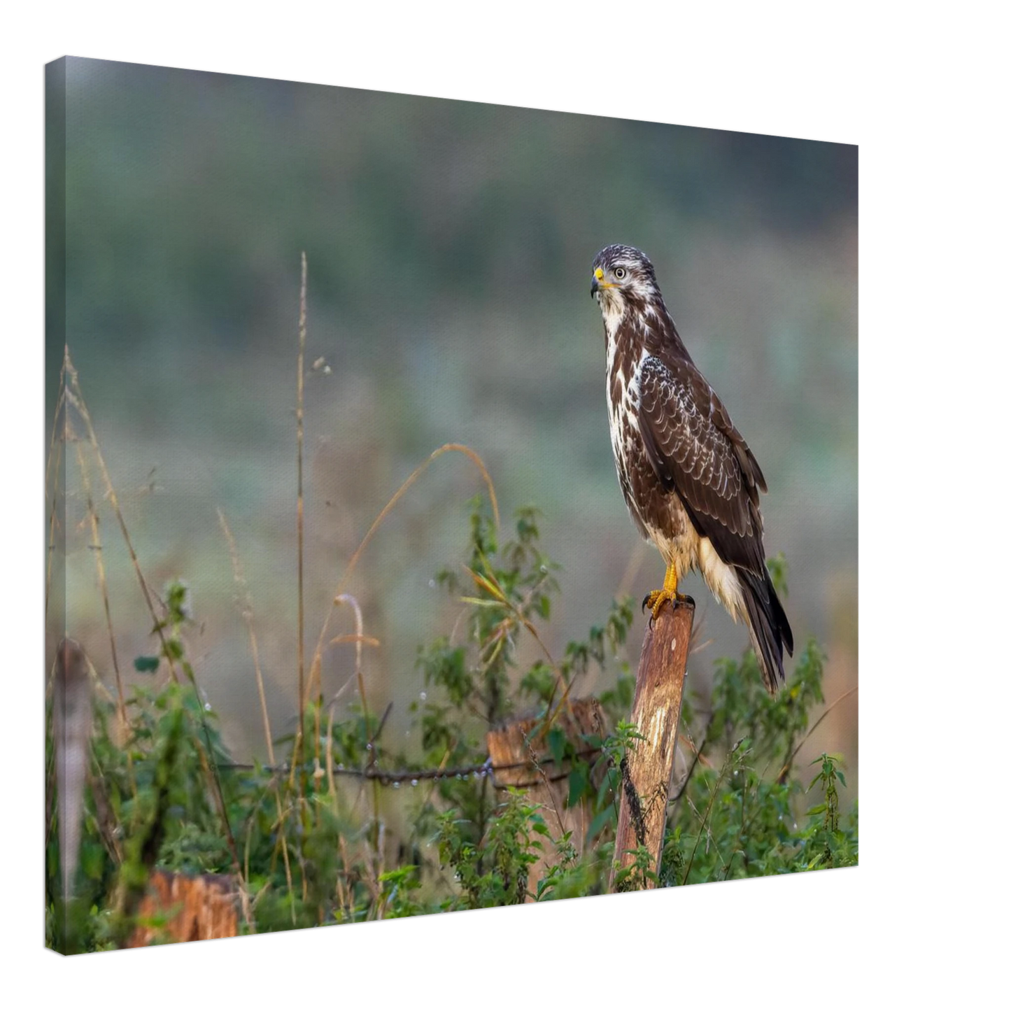 Wandbild majestaetischer bussard einblick in die wildnis auf hochglanz leinwand