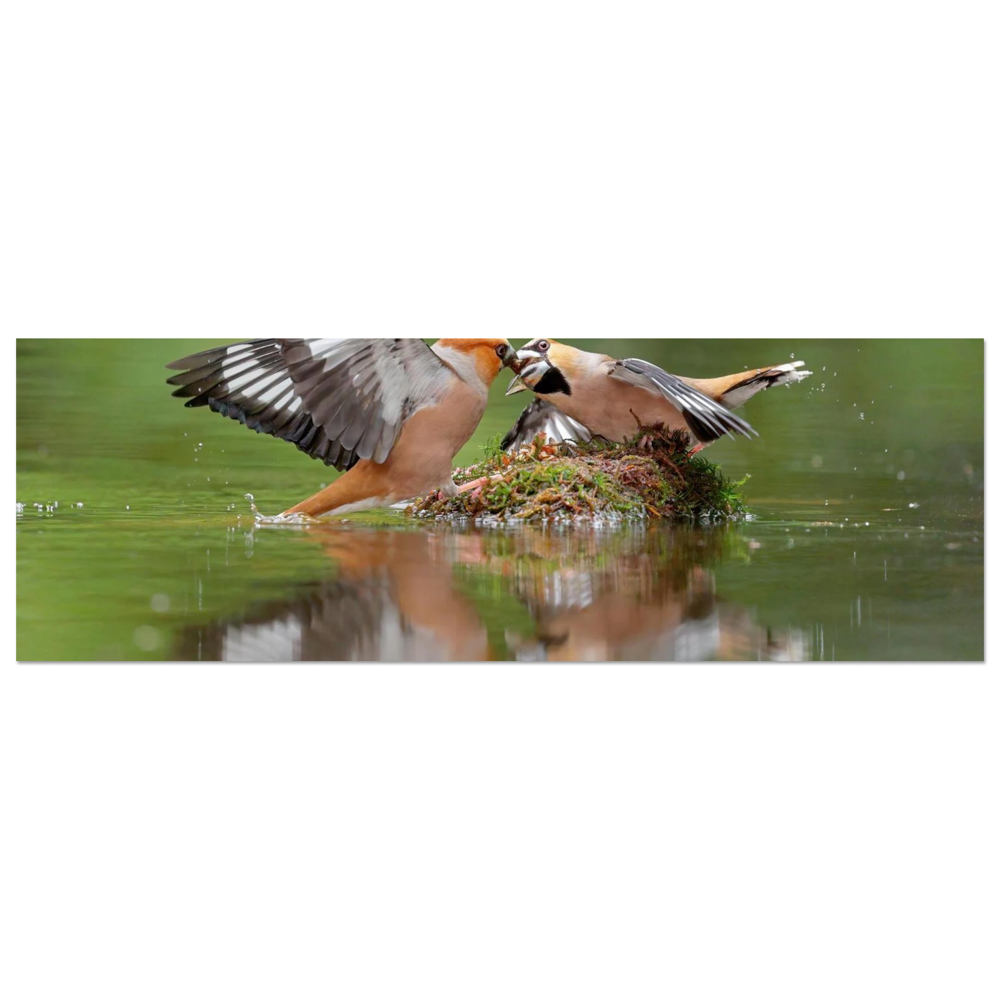Wandbild momente der natur spektakulaerer kampf der voegel ueber dem wasser