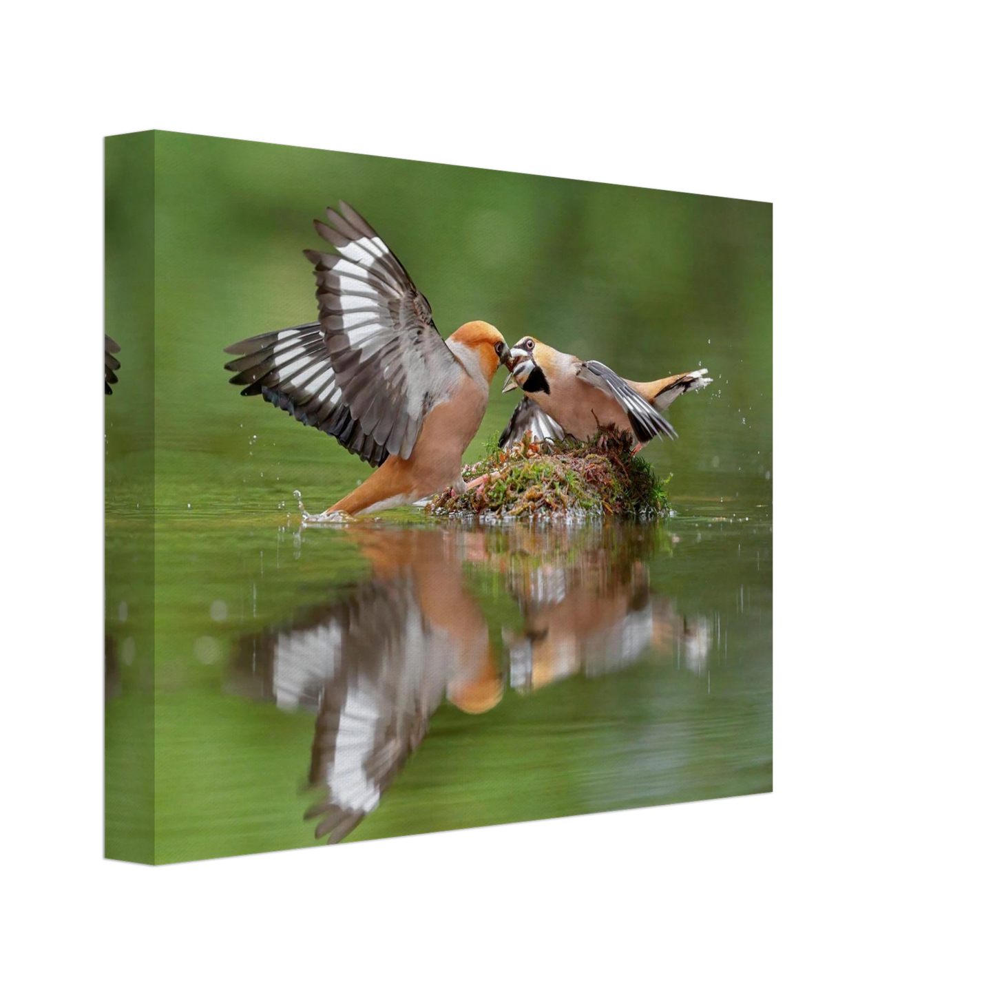 Wandbild momente der natur spektakulaerer kampf der voegel ueber dem wasser