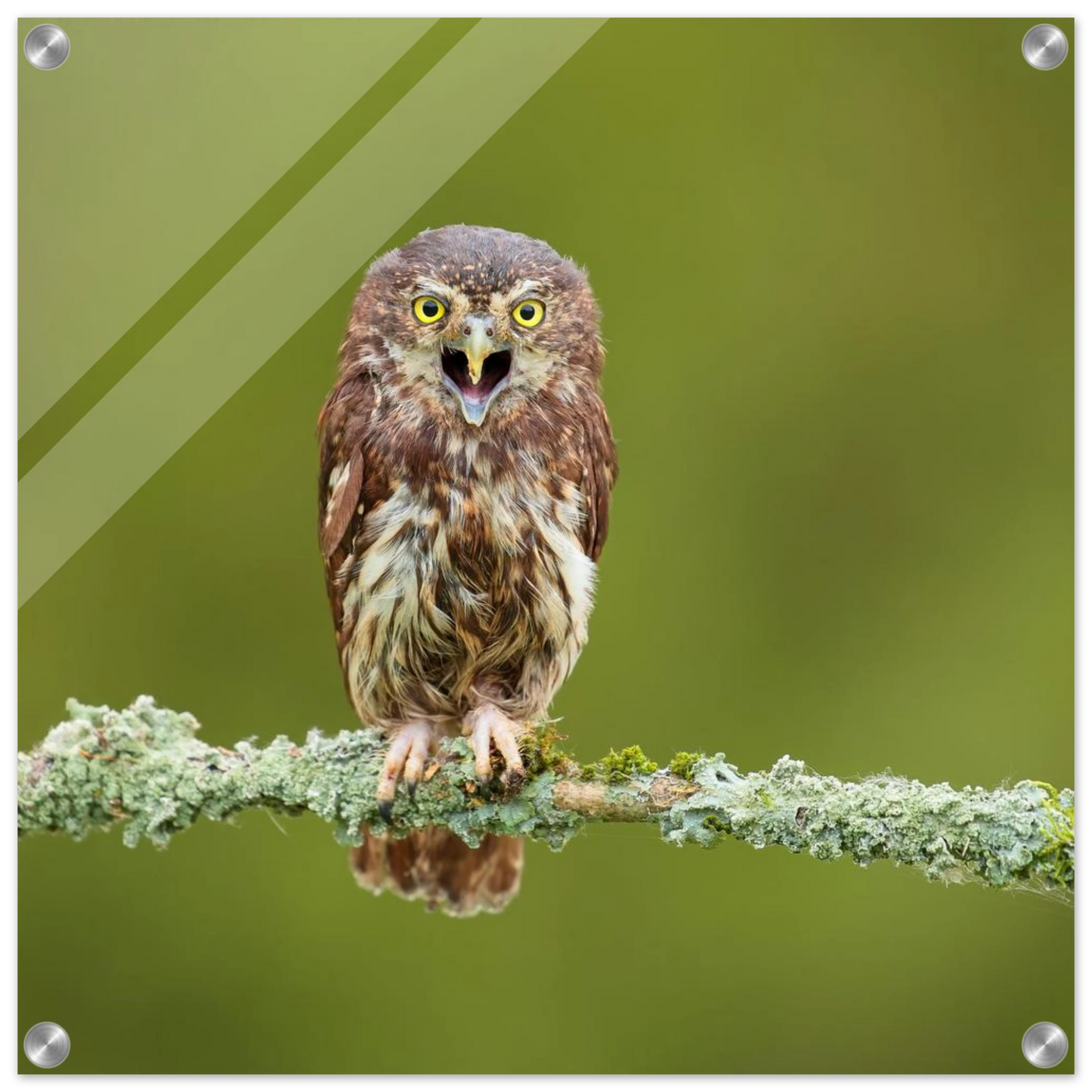 Wandbild rufer der wildnis faszinierendes eulen portraet mit leuchtenden augen fuer ihr zuhause