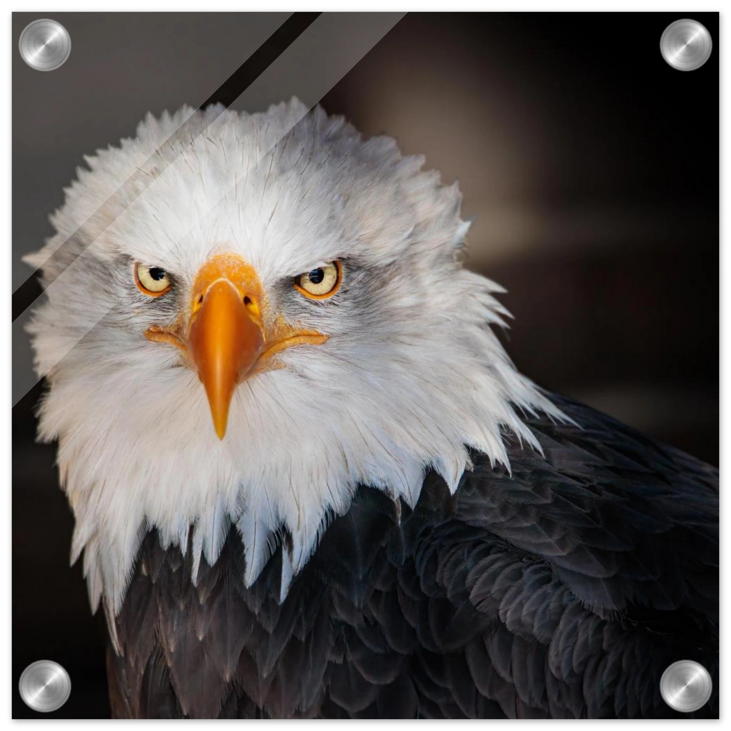 Wandbild majestaetischer adler ausdrucksstarke tierfotografie fuer ihr zuhause in vielen groessen erhaeltlich