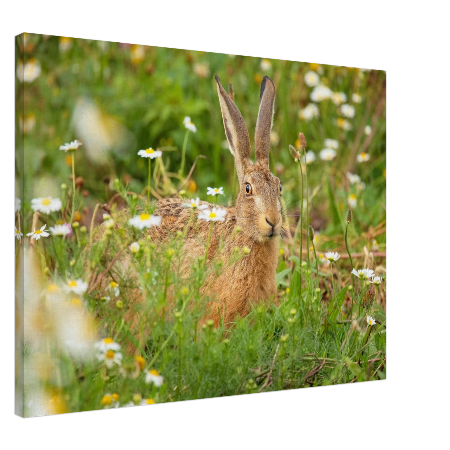 Wandbild feldhase im blumenfeld beruhigende natur tier kunst in vielen groessen